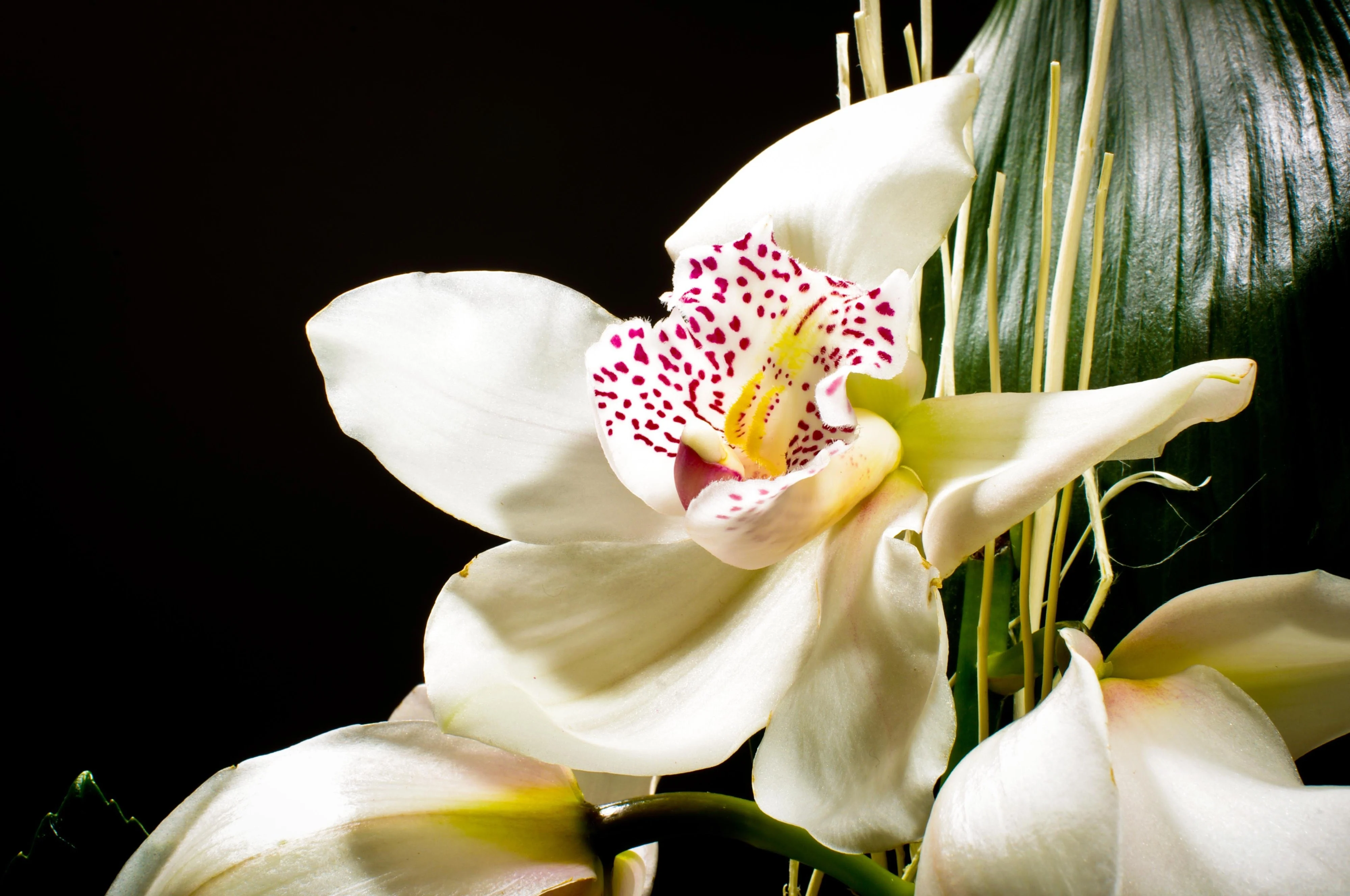 Orchid detail shot in bouquet